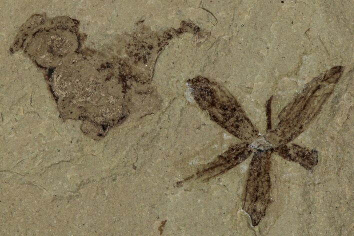 Detailed Fossil Flower - Green River Formation, Utah #356682